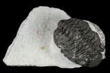 Adrisiops Weugi Trilobite - Recently Described Phacopid #115223-2